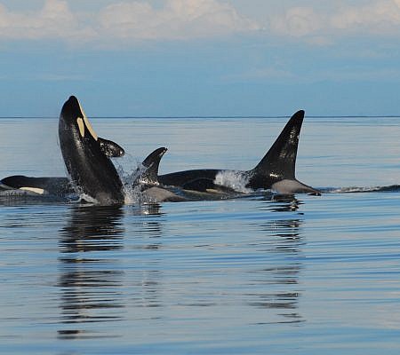 Killer Whales seen near Vancouver Island.