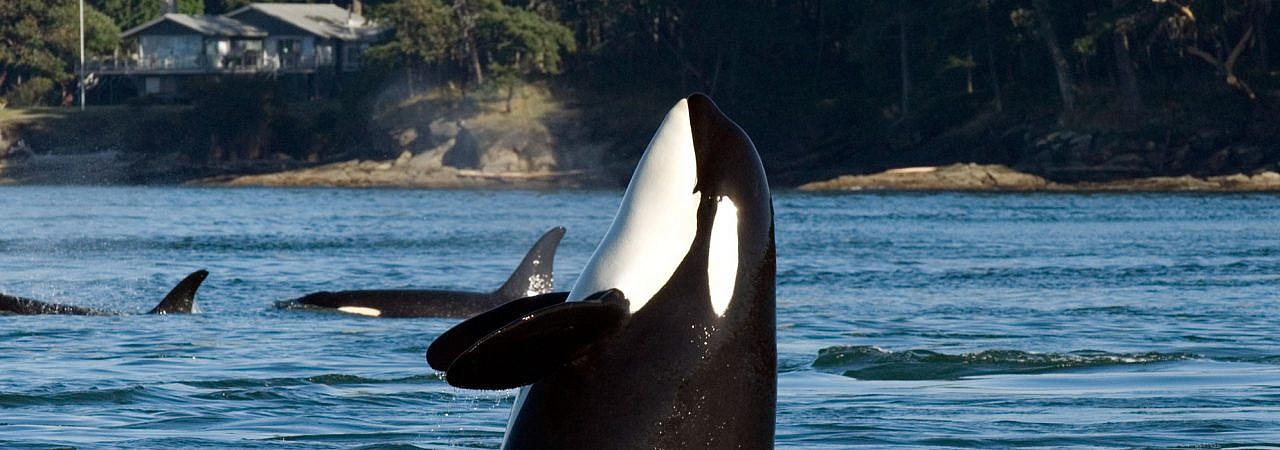 Killer Whales