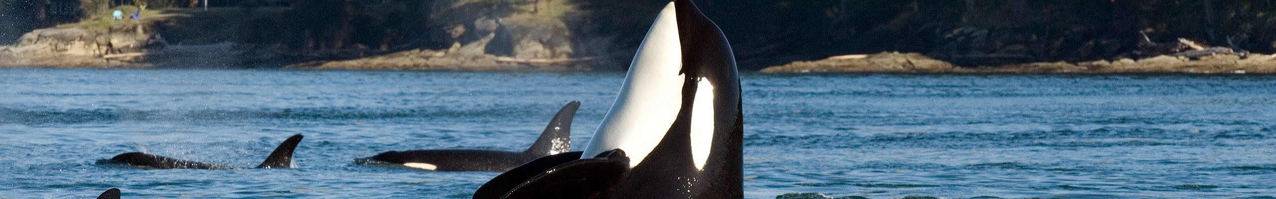 Killer Whales
