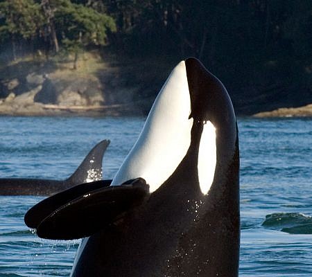 Killer Whales.
