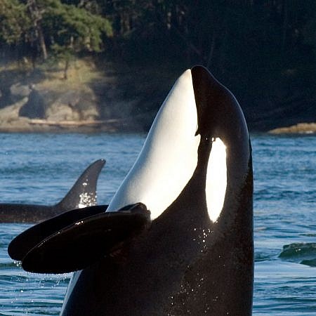 Photo of a Killer Whales near Vancouver Island, BC Canada