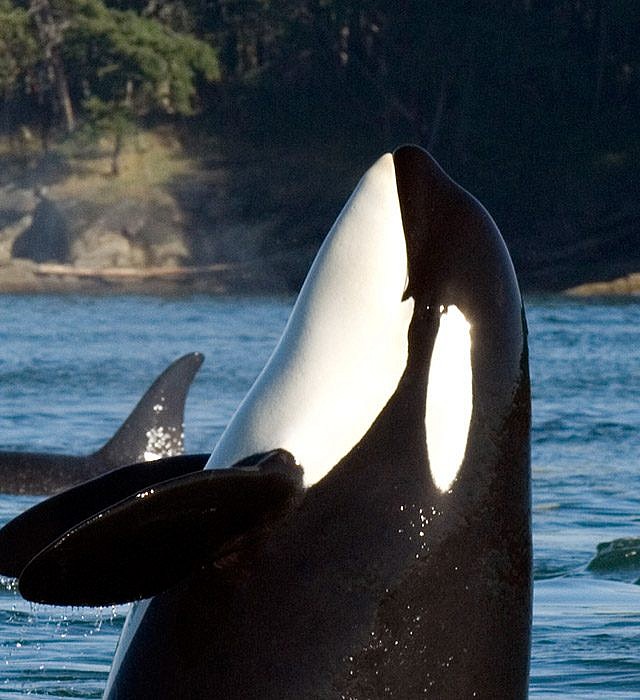 Killer Whales