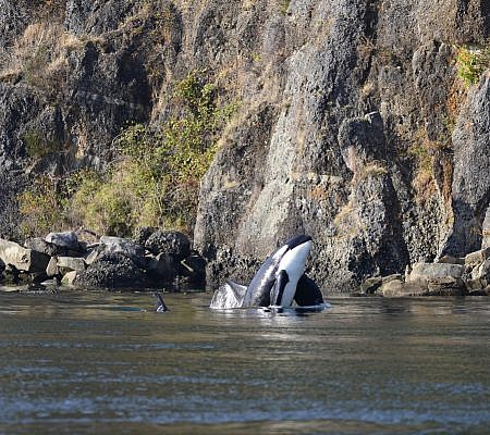 Killer Whales seen near Vancouver Island.