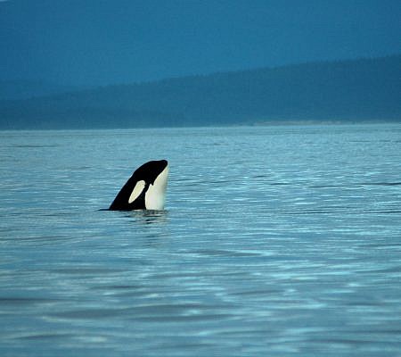 Killer Whales seen near Vancouver Island.