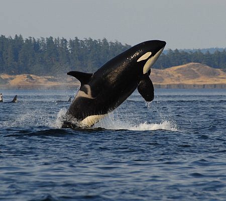 Killer Whales seen near Vancouver Island.