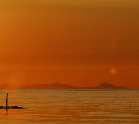 Killer Whales seen near Vancouver Island.
