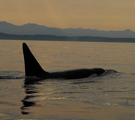 Killer Whales seen near Vancouver Island.