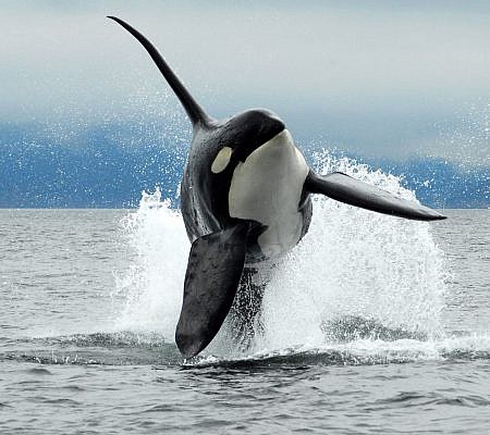 Killer Whales seen near Vancouver Island.