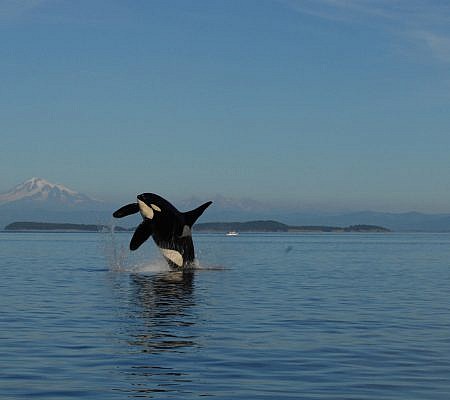 Killer Whales seen near Vancouver Island.