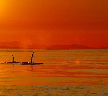 Killer Whales seen near Vancouver Island.