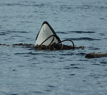 Killer Whales seen near Vancouver Island.