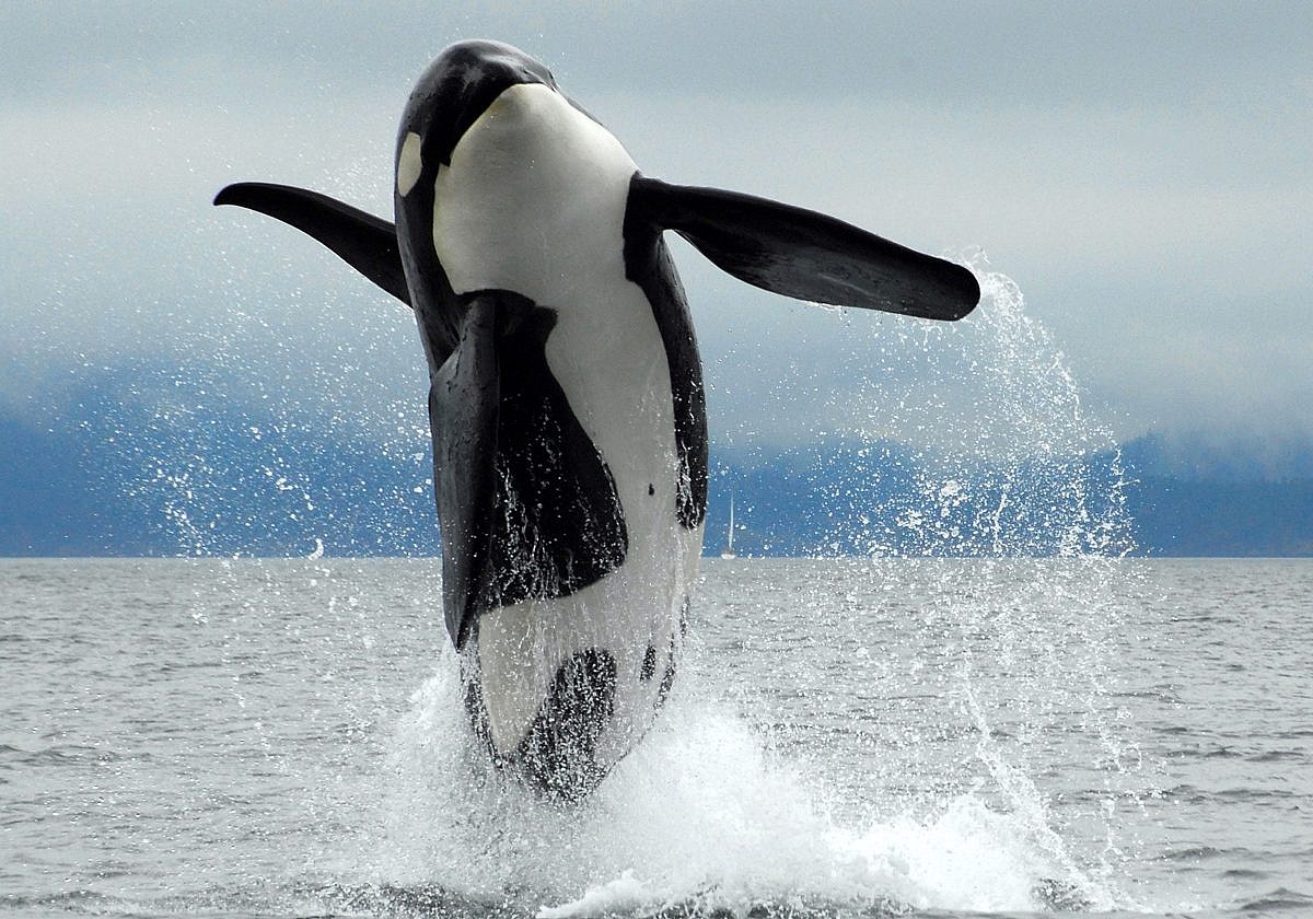 Highest-Orca-Sightings-Vancouver-Island