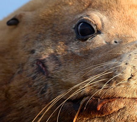 Steller Sea Lions.