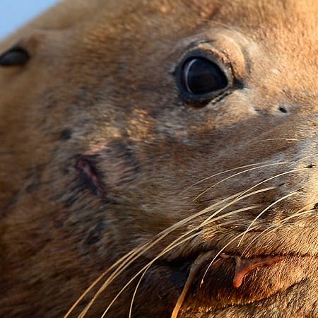 Photo of a Steller Sea Lions near Vancouver Island, BC Canada