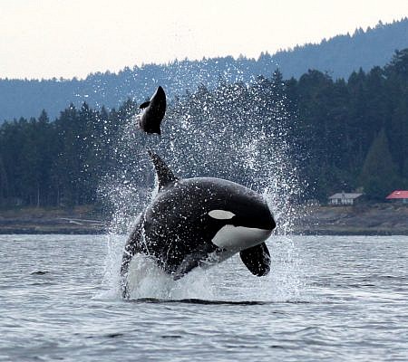Transient Orca Whales seen near Vancouver Island.