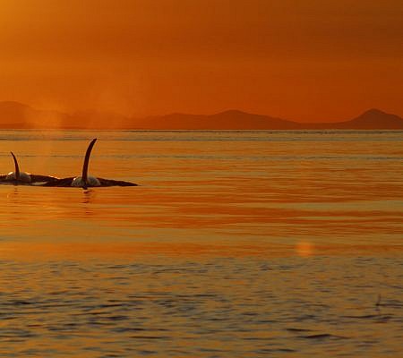 Transient Orca Whales seen near Vancouver Island.