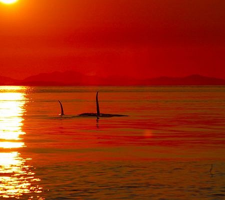 Transient Orca Whales seen near Vancouver Island.