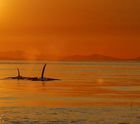 Transient Orca Whales seen near Vancouver Island.