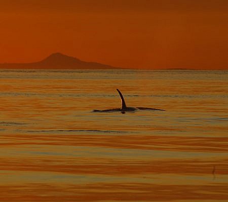 Transient Orca Whales seen near Vancouver Island.