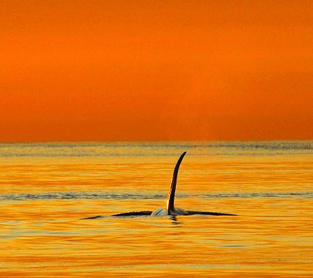 Transient Orca Whales seen near Vancouver Island.