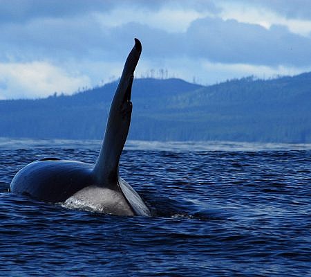 Transient Orca Whales seen near Vancouver Island.