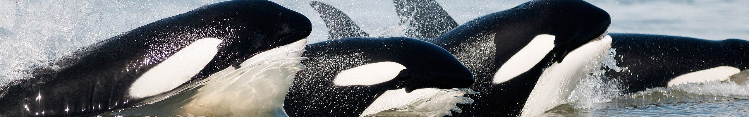 Transient Orca Whales