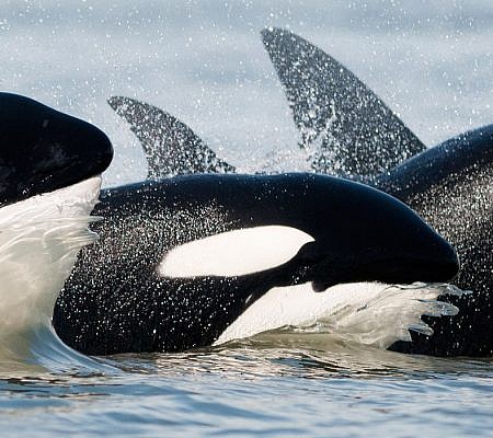 Transient Orca Whales.