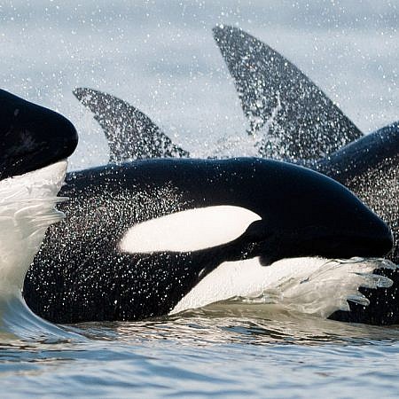 Photo of a Transient Orca Whales near Vancouver Island, BC Canada