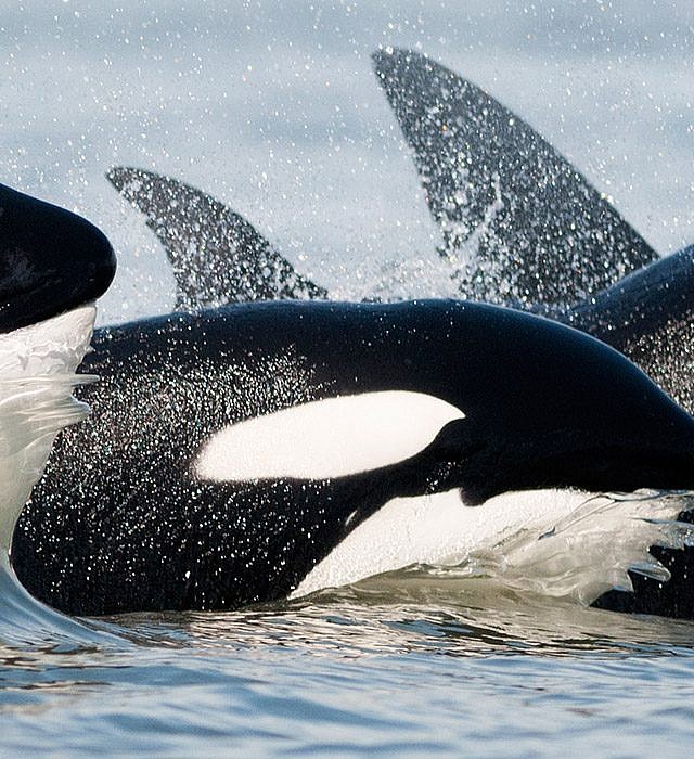 Transient Orca Whales