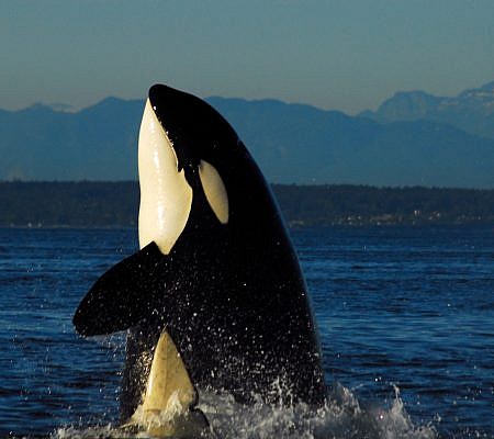 Transient Orca Whales seen near Vancouver Island.