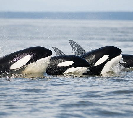 Transient Orca Whales seen near Vancouver Island.