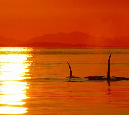 Transient Orca Whales seen near Vancouver Island.