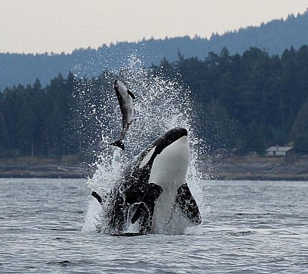 Transient Orca Whales seen near Vancouver Island.