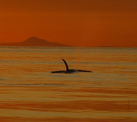 Transient Orca Whales seen near Vancouver Island.