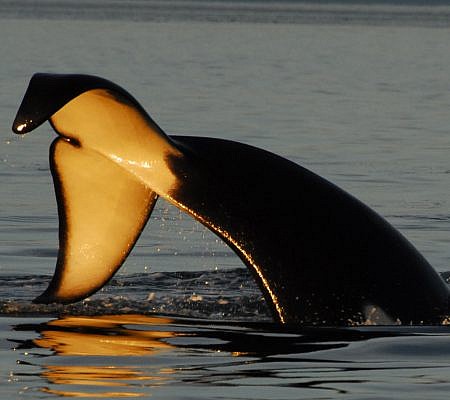 Killer Whales seen near Vancouver Island.