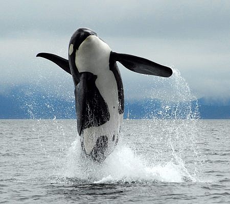 Killer Whales seen near Vancouver Island.