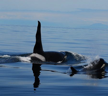 Killer Whales seen near Vancouver Island.