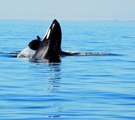 Killer Whales seen near Vancouver Island.
