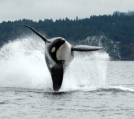 Killer Whales seen near Vancouver Island.