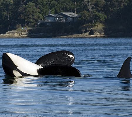 Killer Whales seen near Vancouver Island.