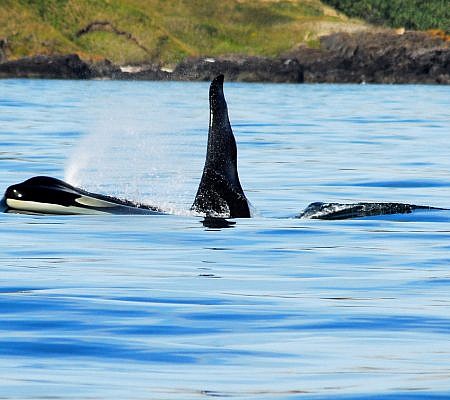 Killer Whales seen near Vancouver Island.