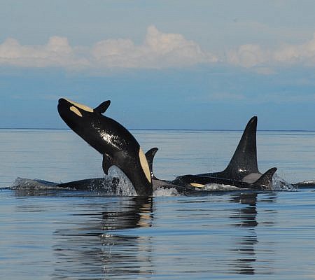 Killer Whales seen near Vancouver Island.