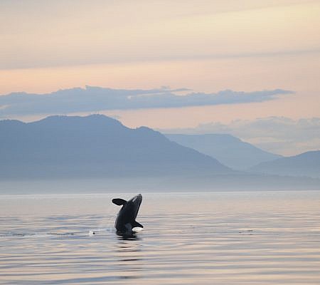 Killer Whales seen near Vancouver Island.