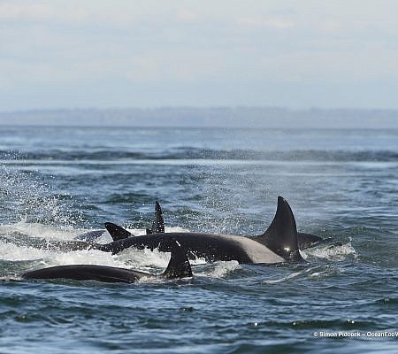 Spring Whale Report seen near Vancouver Island.