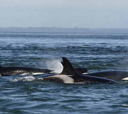 Spring Whale Report seen near Vancouver Island.