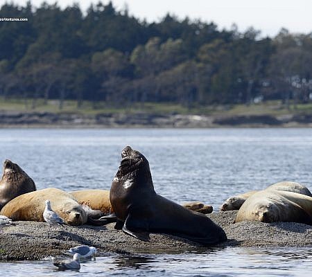 Spring Whale Report seen near Vancouver Island.