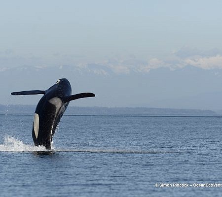 Spring Whale Report seen near Vancouver Island.