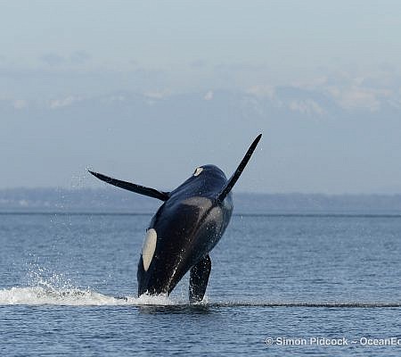 Spring Whale Report seen near Vancouver Island.