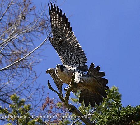 Spring Whale Report seen near Vancouver Island.