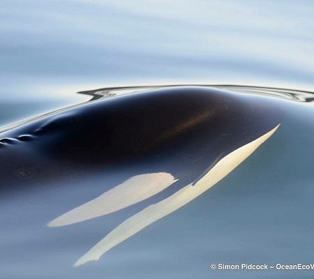 Cowichan Half Day Whale & Wildlife Private Charter – Vessel Prowler